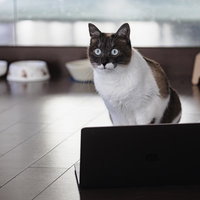 ノートパソコンの前でお座りして動かない猫の写真