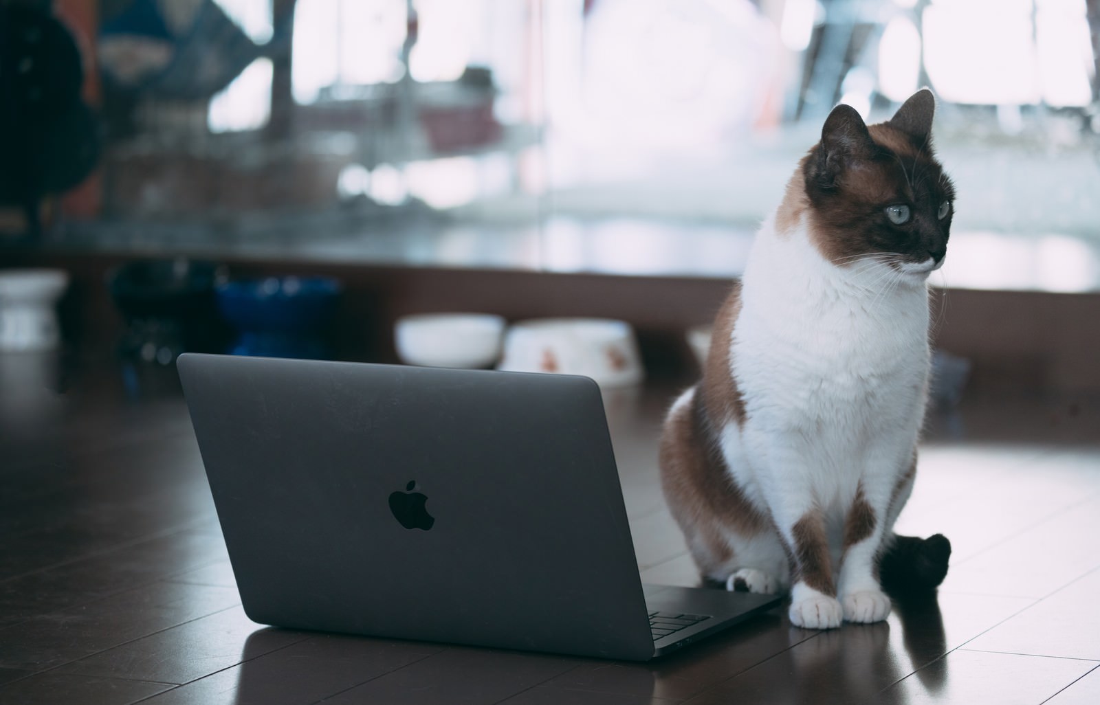 デスクの上でノートパソコンの前に行儀良くお座りする白と茶色の猫