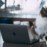 ノート型パソコンの前に行儀よくお座りする白と茶色の猫の写真