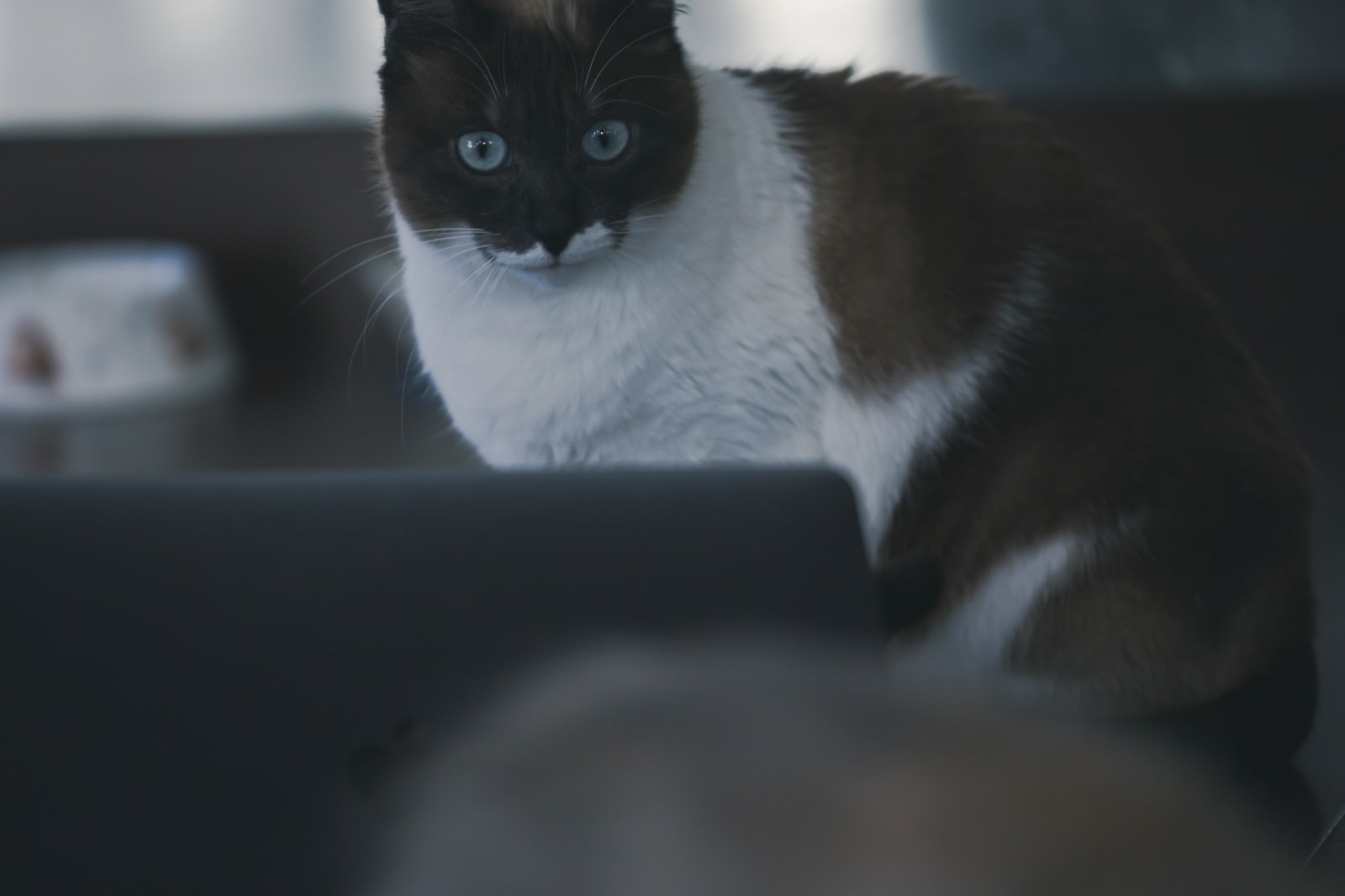 ノートパソコンの前でお座りをして目を丸くしている猫