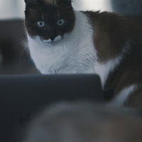 ノートパソコンの前で目を丸くする猫の衝撃の瞬間の写真