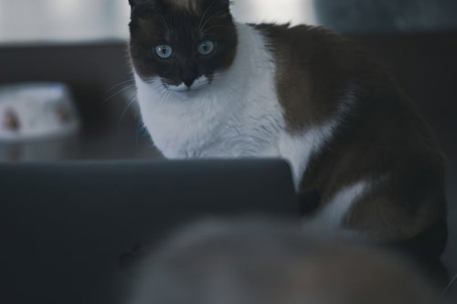 ノートパソコンの前で目を丸くする猫の衝撃の瞬間