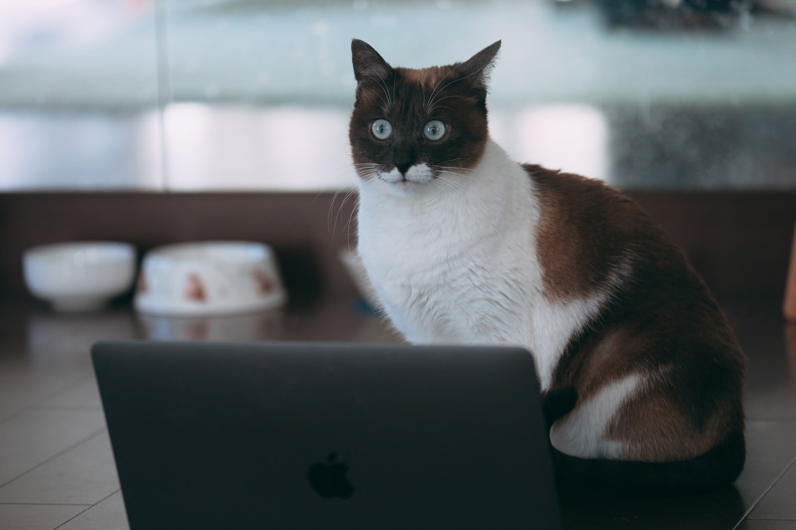 ノートパソコンの前で目を丸くして驚く白茶の猫