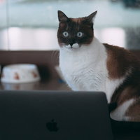 突然のバグに目を丸くするノートパソコンの前の猫の写真