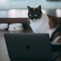 ノートパソコンを見つめるエンジニア猫の驚きの表情の写真