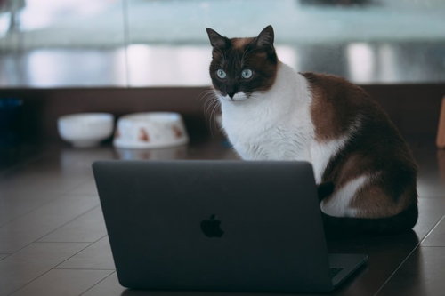 ノートパソコンを見つめるエンジニア猫の驚きの表情