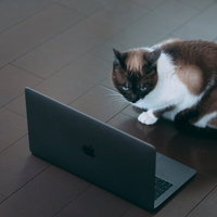 ノートパソコンの画面を恐る恐る覗き込む猫の写真