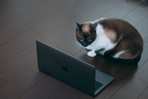 ノートパソコンの画面を恐る恐る覗き込む猫