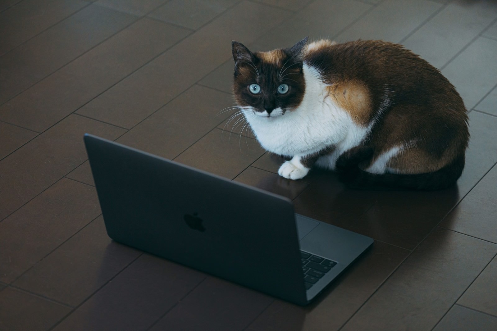 MacBookの前で目を丸くして見つめる猫