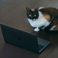 このバグうそやろ、ノートパソコンの前でお座りする猫の写真