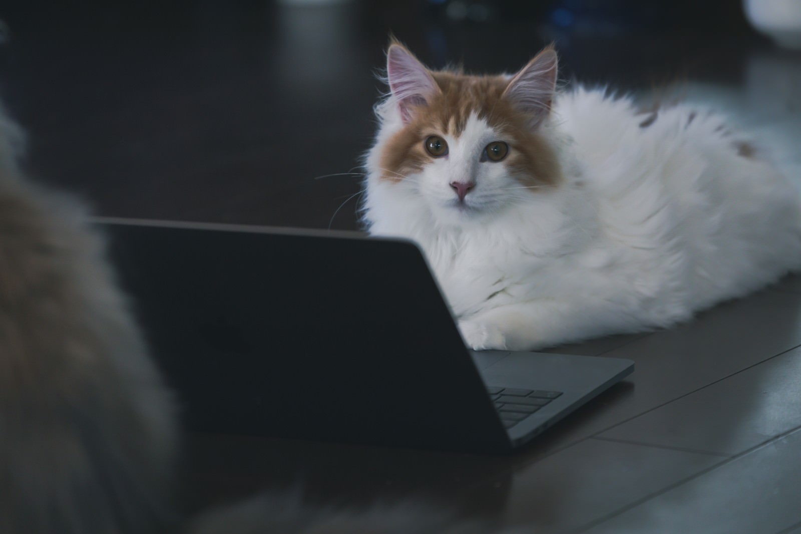 ノートパソコンの前で伏せて目を丸くする茶白の猫
