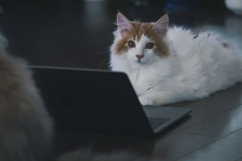 上の空でリモート会議に参加する猫（ノートパソコン前で伏せ姿勢）