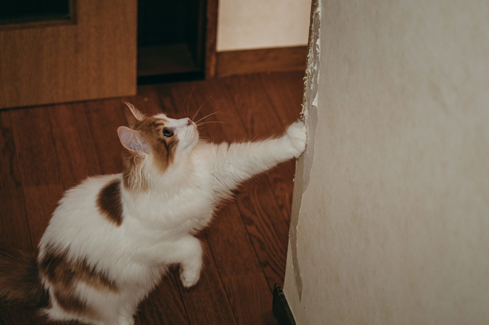 壁で爪とぎをしながら上を見上げる白茶色の猫