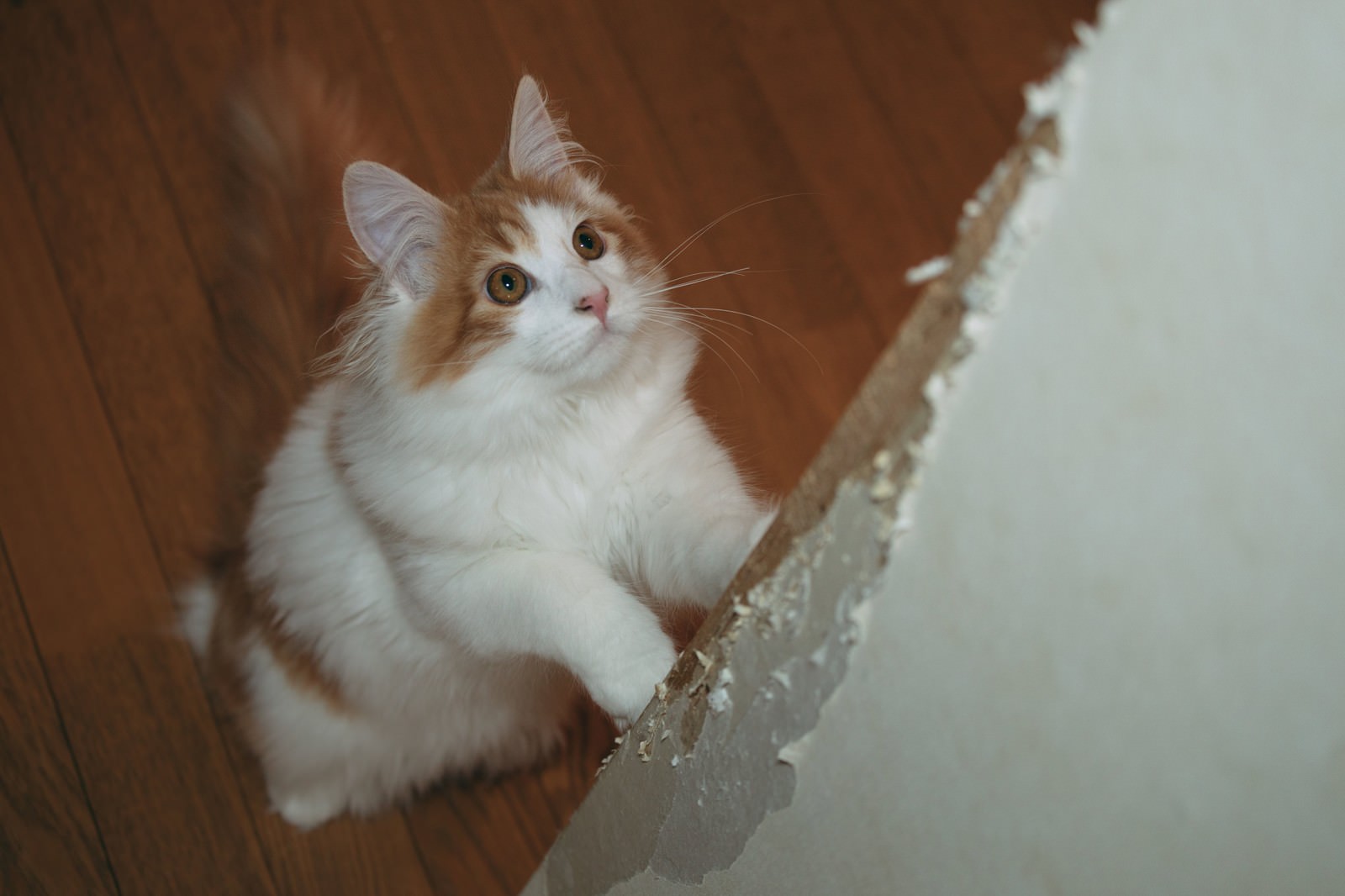 壁の角で爪とぎして見上げる長毛猫