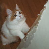 爪とぎポールの前で上を見上げる茶白猫の好奇心の写真