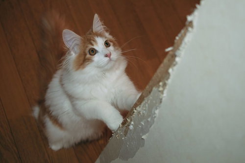 爪とぎポールの前で上を見上げる茶白猫の好奇心