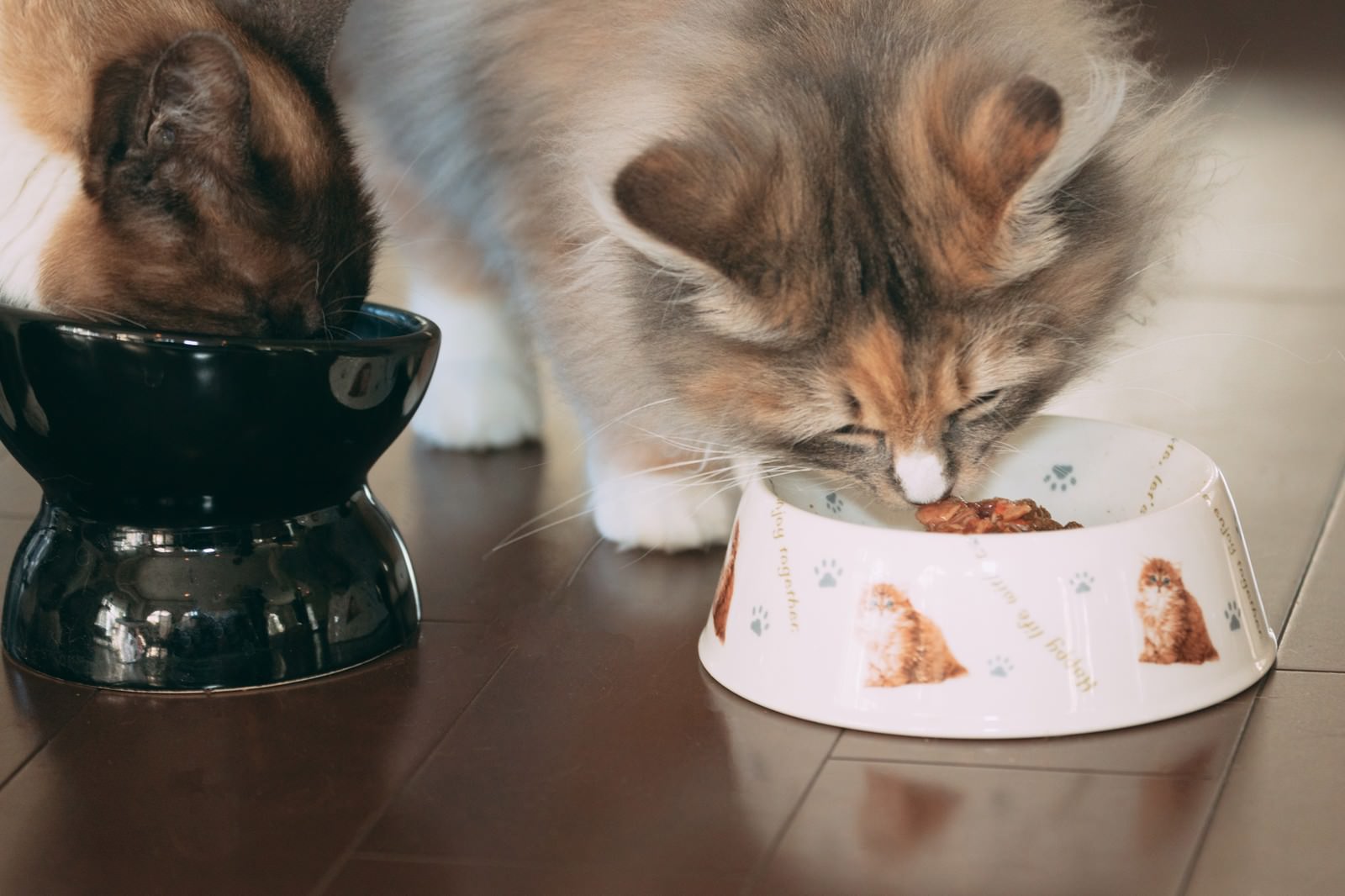 白とグレーの猫が食器から餌を食べている写真