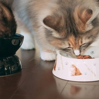 食器から無心にモグモグする猫の食事風景、ペット飼育の写真