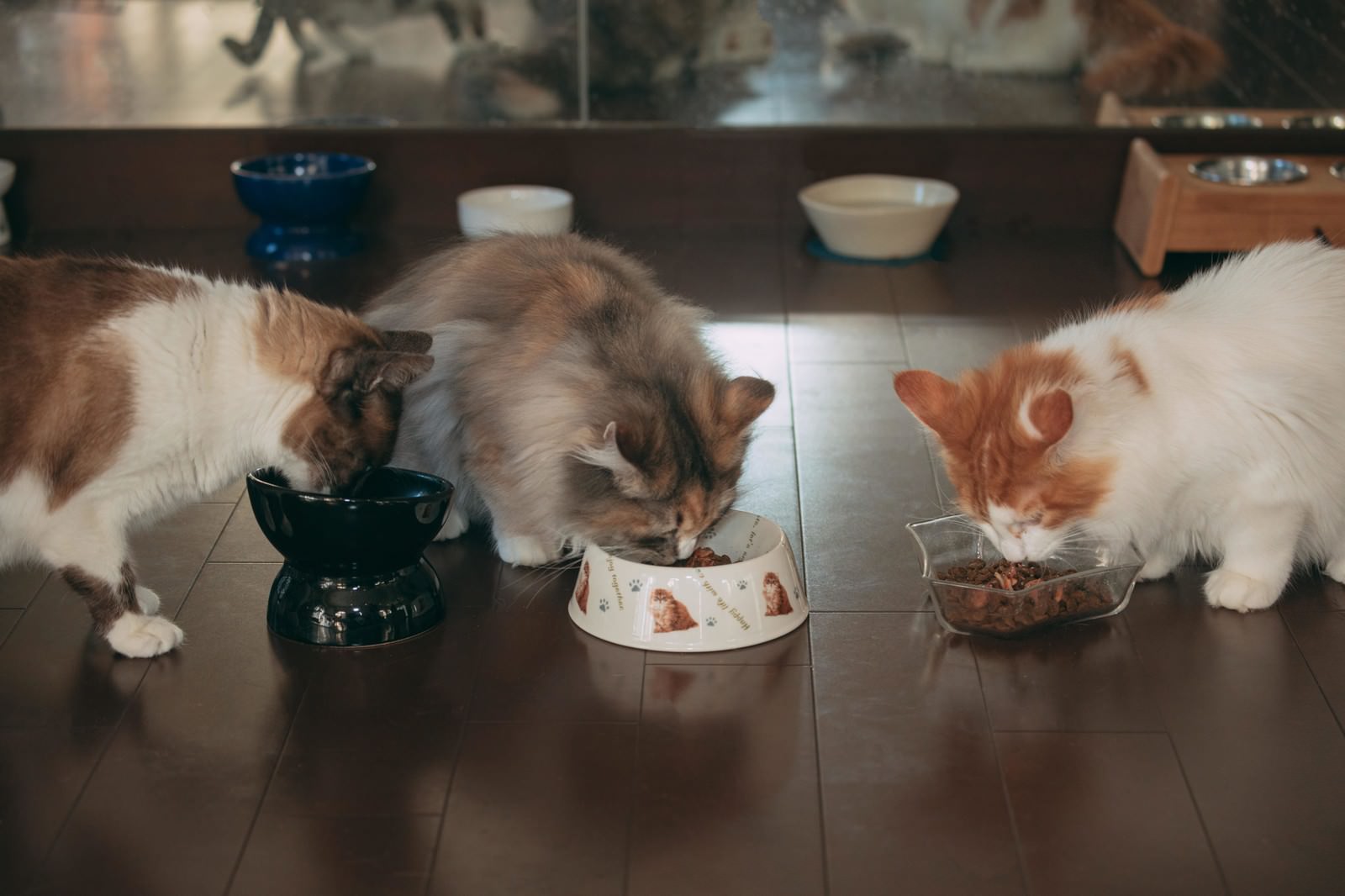 白と茶色の三匹の猫が並んで器から餌を食べている