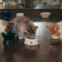 白と茶色の三匹の猫が並んで食べるごはんの食事風景の写真