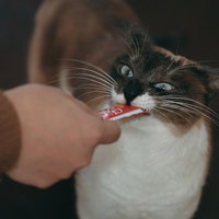 人の手からちゃおちゅーるを食べる無我夢中の猫の写真