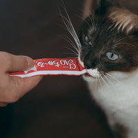 ちゃおちゅーるに夢中でモグモグする猫のペットの写真