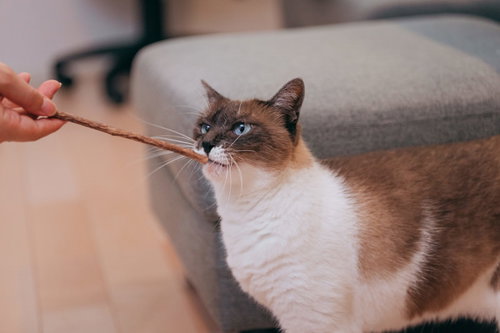 人の手から差し出されたマタタビを嗅ぐ茶白の猫