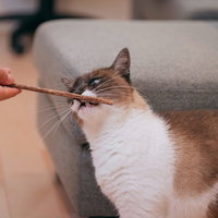 マタタビでヘロヘロになる猫の可愛い癒し系ペットの写真