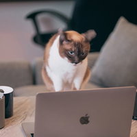 今日も開発を頑張るにゃんこ、ノートパソコンの前でお座りの写真