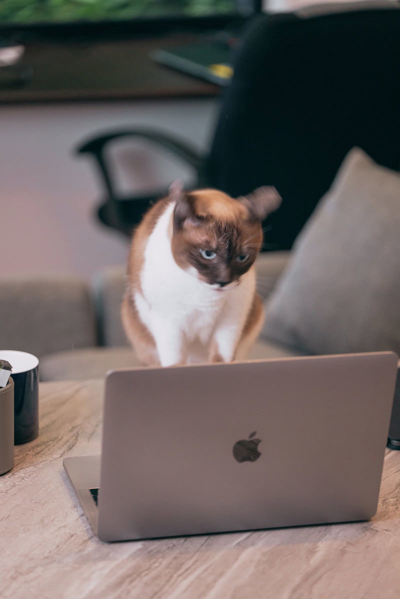 ノートパソコンの前でお座りしている茶白の猫［モデル：プー］