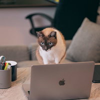 エラー発生時の猫エンジニア、ノートパソコンの画面を凝視の写真