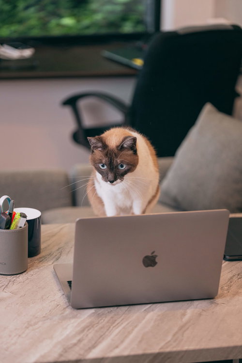エラー発生時の猫エンジニア、ノートパソコンの画面を凝視