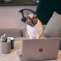 飼い主の代わりにデスクワーク中の猫とノートPCの写真