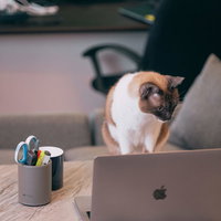 飼い主の隙をついてノートパソコンのデータを参照する猫の写真
