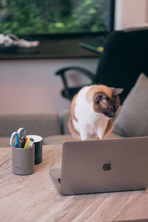 飼い主の隙をついてノートパソコンのデータを参照する猫