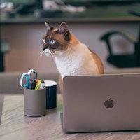 デスクワーク中によそ見するノートPC前の猫の写真