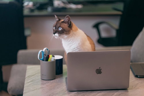 デスクワーク中によそ見するノートPC前の猫