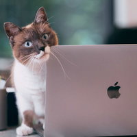 ノートパソコンの前で不正を目の当たりにする猫の写真