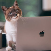 ノートパソコン越しに大きく目を丸くして様子をうかがう猫の写真