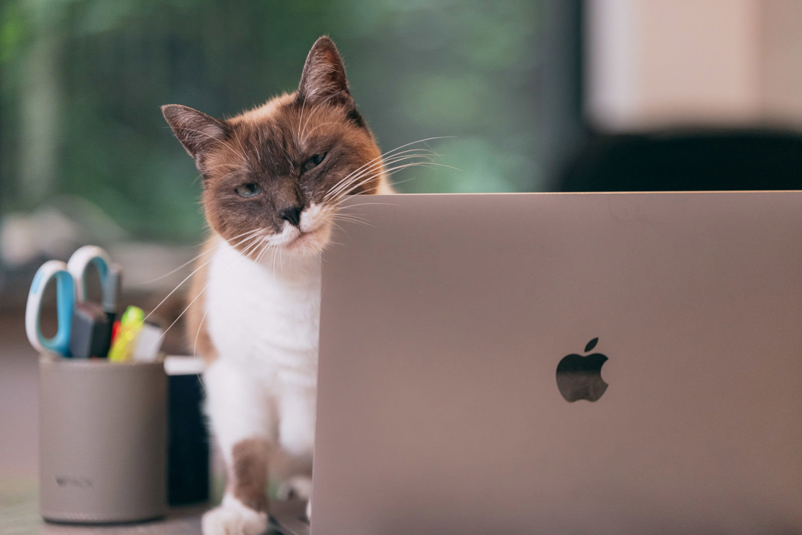 ノートパソコンの前で目を細めて座っている白茶色の猫［モデル：プー］