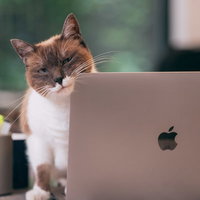 有給申請したら上司が露骨に嫌な顔をする（猫）の写真