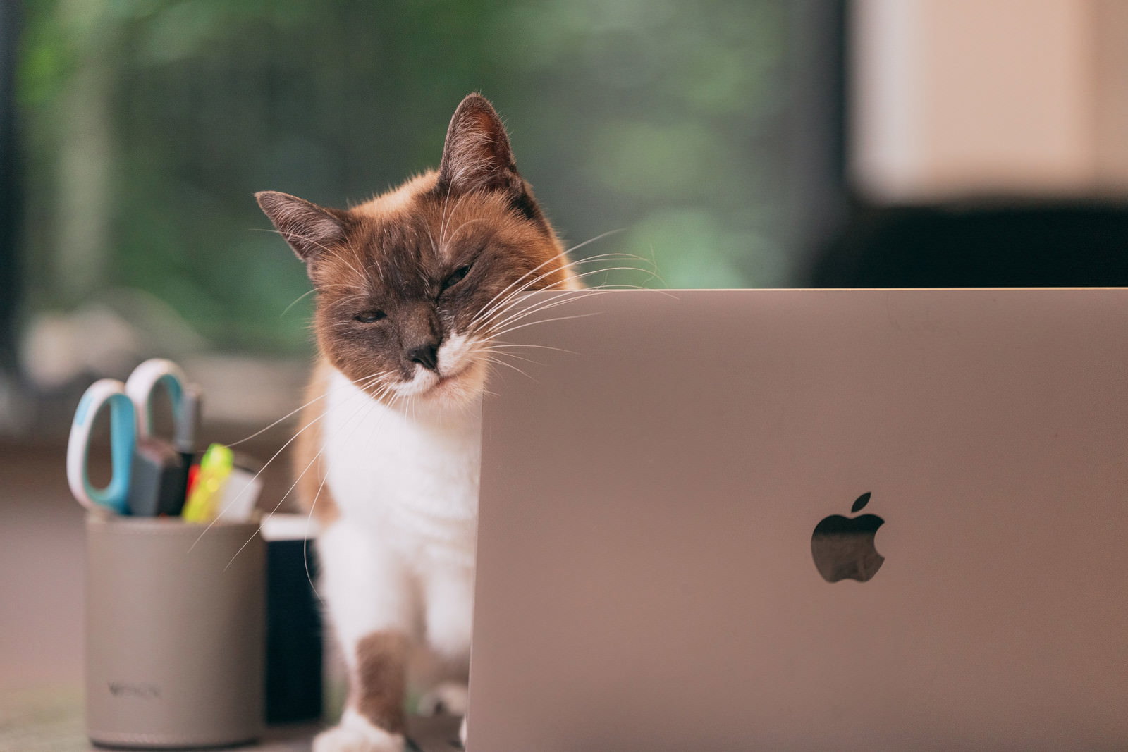ノートパソコンの前で目を細めて眠そうな表情をしている茶白の猫［モデル：プー］