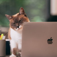 仕事中にノートPCの前で寝落ちする疲れた茶白い猫の写真