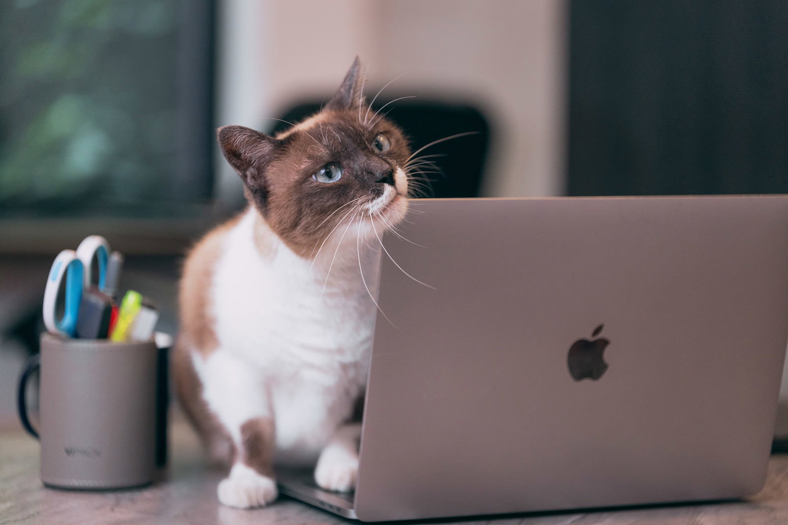 ノートパソコンの前でお座りして見上げる白と茶色の猫［モデル：プー］