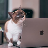 寝てません起きてます、ノートパソコンの前でお座りする猫の写真