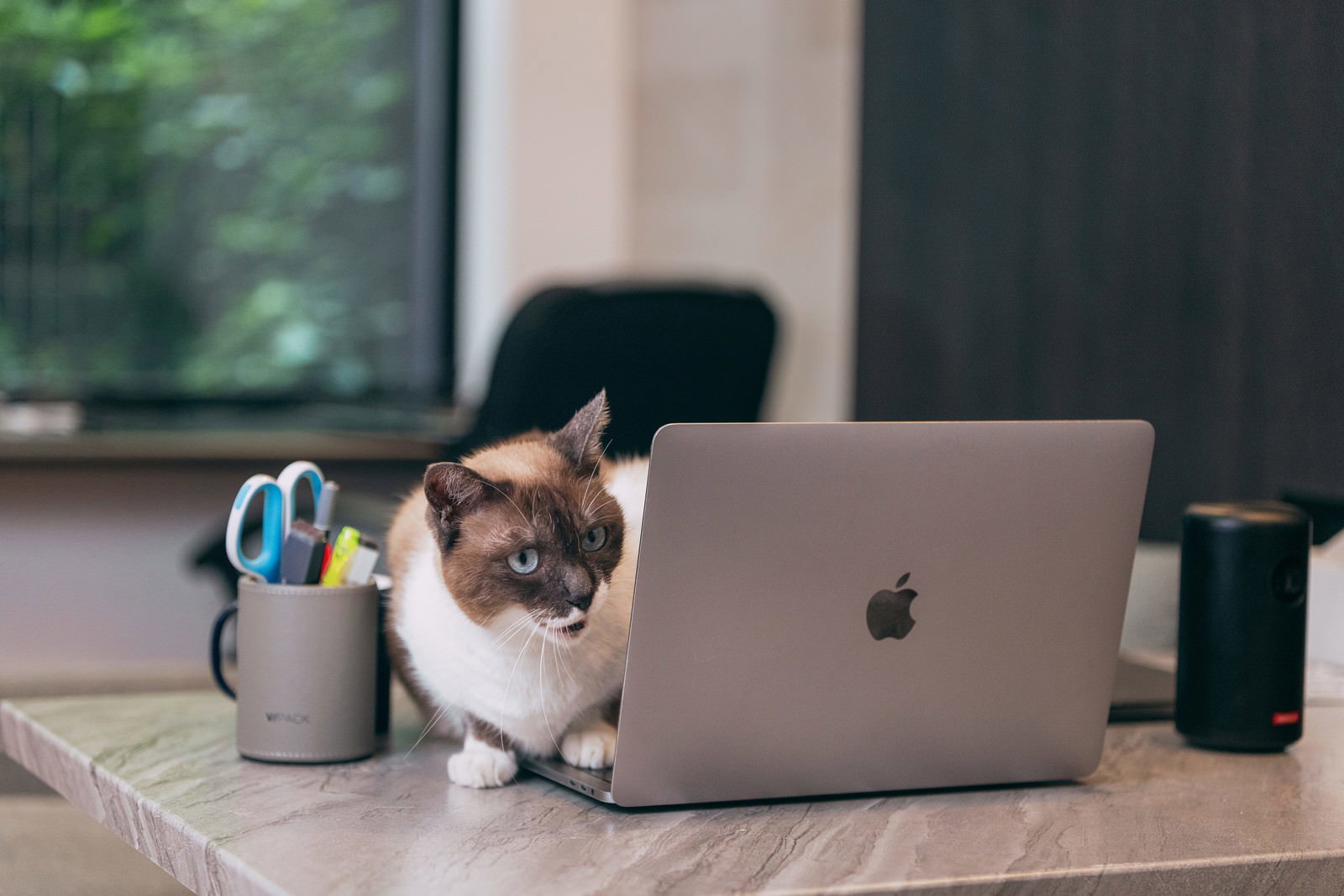 Macbookの前に座り警戒した表情で見つめる茶白の猫。デスクの上に仕事道具が散らばっている［モデル：プー］