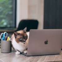 サボっている社員を確認する上司猫の写真