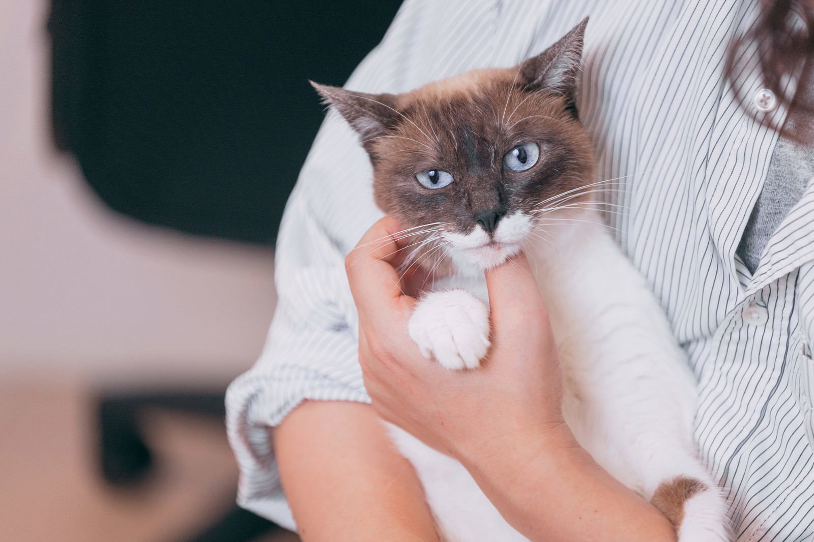 飼い主に抱っこされて困った表情を見せる茶白猫［モデル：プー］