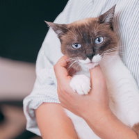 抱っこを鬱陶しがる茶白の猫の写真