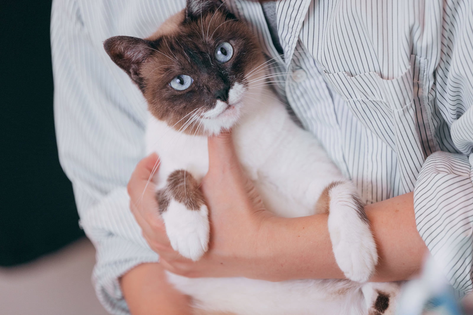 飼い主の腕の中で甘えるシャム猫風の猫［モデル：プー］